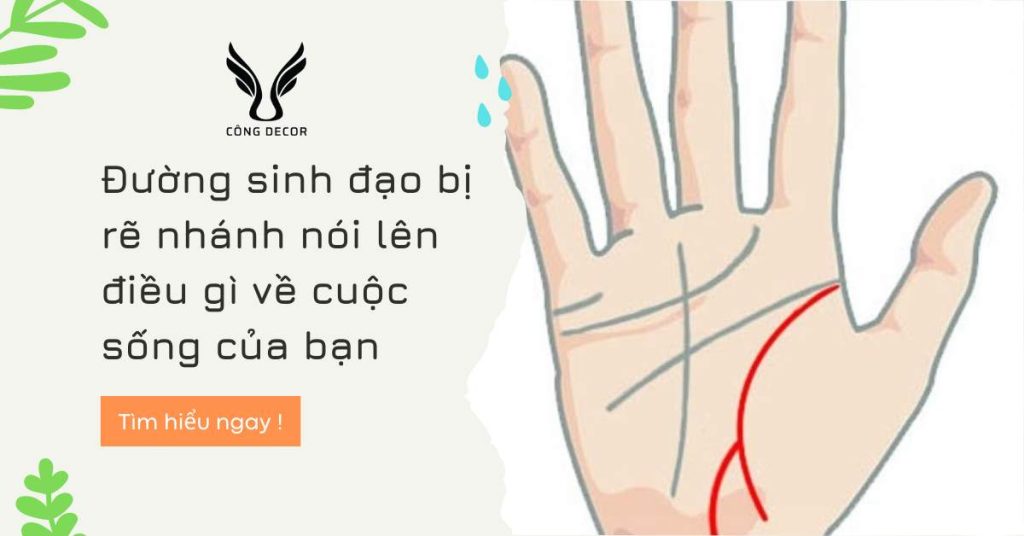Đường sinh đạo bị rẽ nhánh nói lên điều gì về cuộc sống của bạn